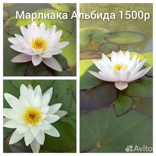 Кувшинки Нимфей