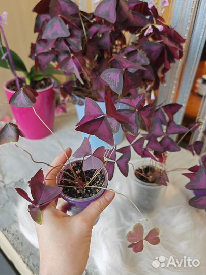 Оксалис, кислица