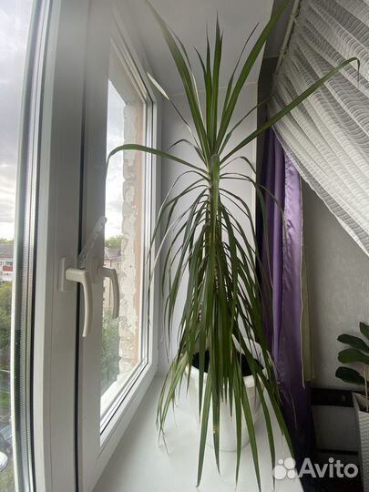 Пальма драцена с горшком