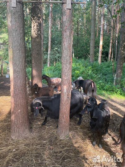 Козлики Шами