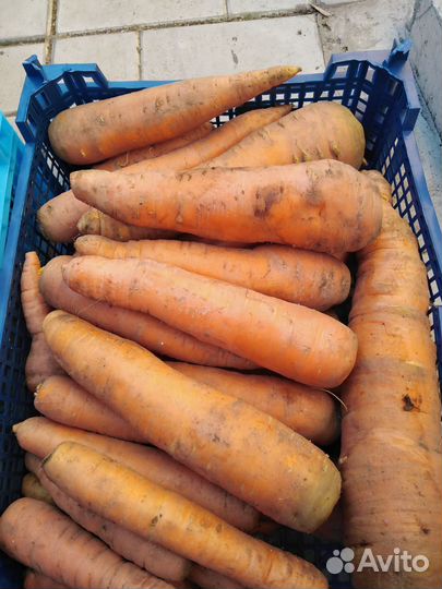 Морковь свежая, с собственого Подворья, 1кг 50р