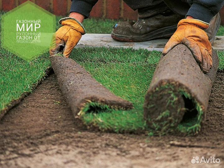 Рулонный газон