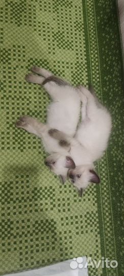 Сиамская кошечка
