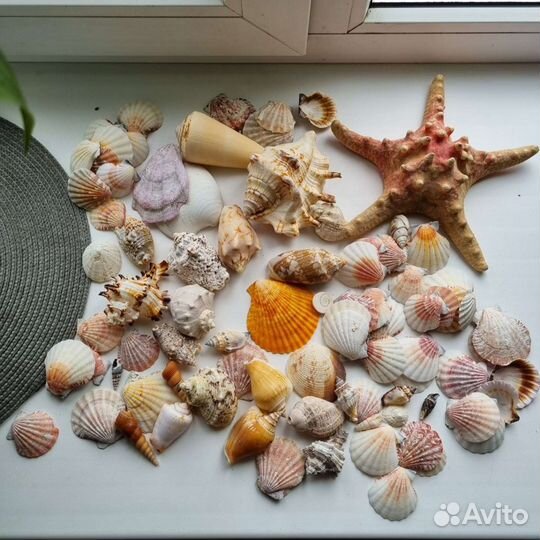 Ракушки морские, и звезда, набор