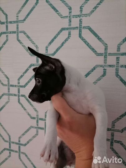 Щенок (сука) той-фокстерьера