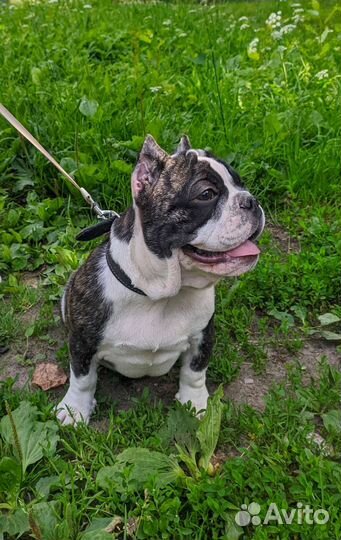 Собаки щенки