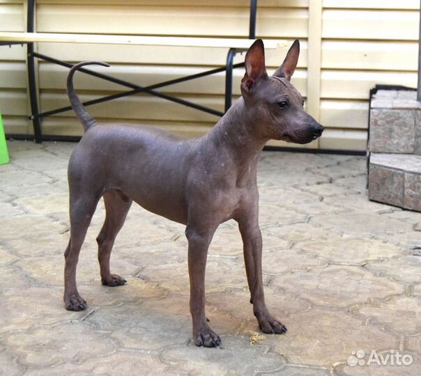 Американский Голый терьер 10месяцев