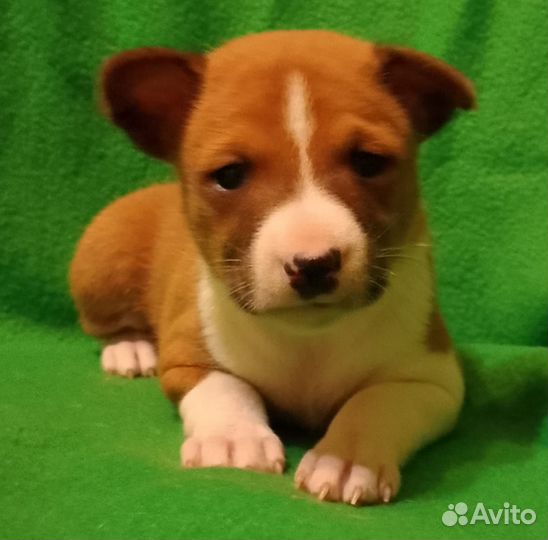 Басенджи лучшие щеночки