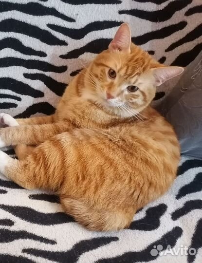 Коты для вязки