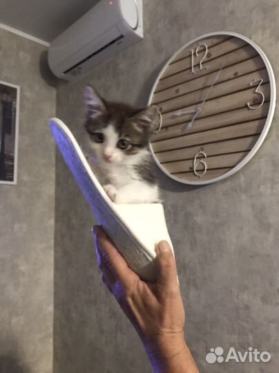 Котята в добрые руки даром