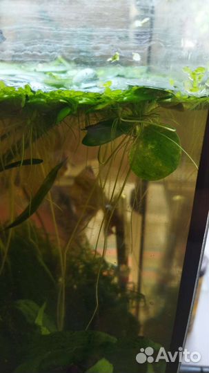 Водоросли для аквариума