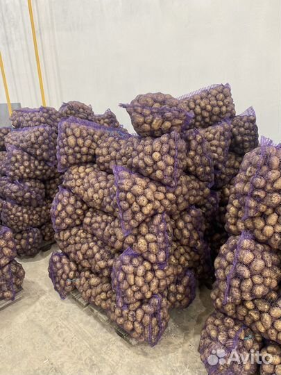 Продам картофель