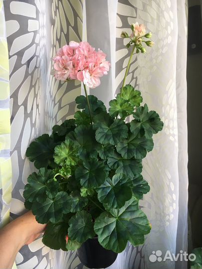 Пеларгония Diane Louise, цветущий кустик