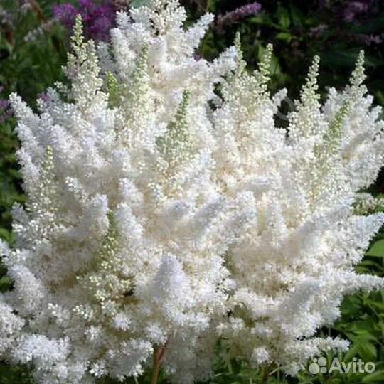 Астильбы сортовые