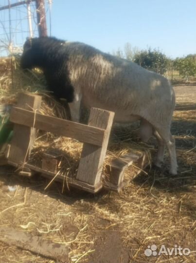 Англо-Нубийский коз )(овцы дорпера 75проц и 50проц