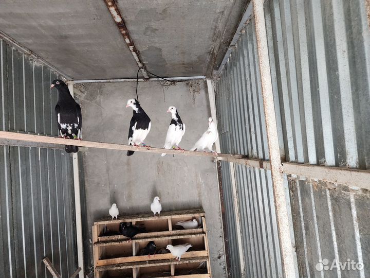 Бакинские голуби