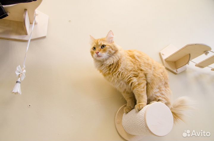 Игровой настенный комплекс для кошки