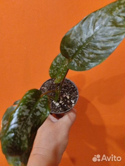 Филодендрон