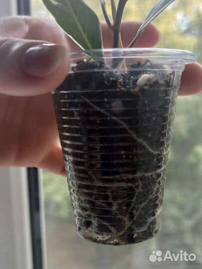 Фикус альбомаргината черенок