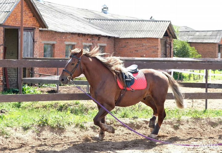Литовский тяж, мерин
