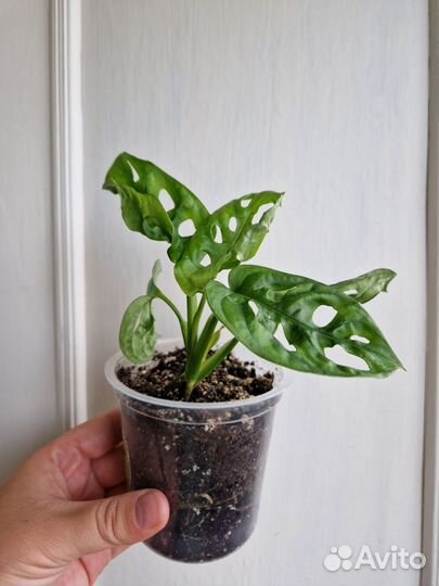 Монстера. Фикус. Кротон. Спатифиллум