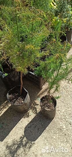 Криптомерия