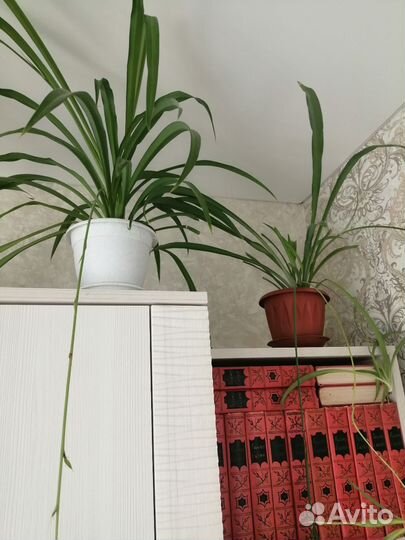 Хлорофитум