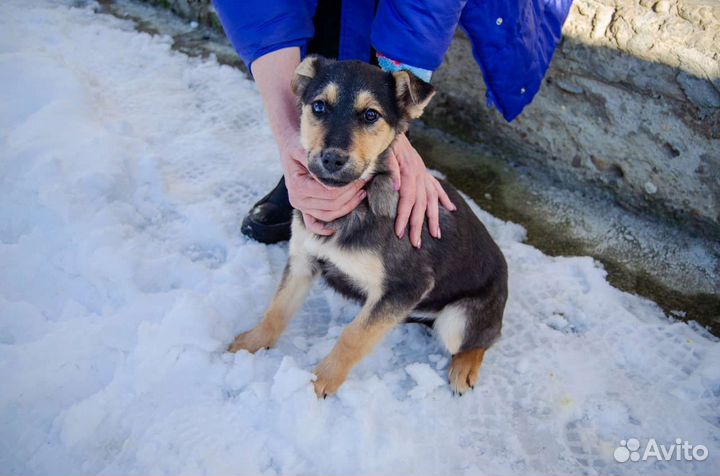 Щенок Псекупс (девочка), 3 месяца