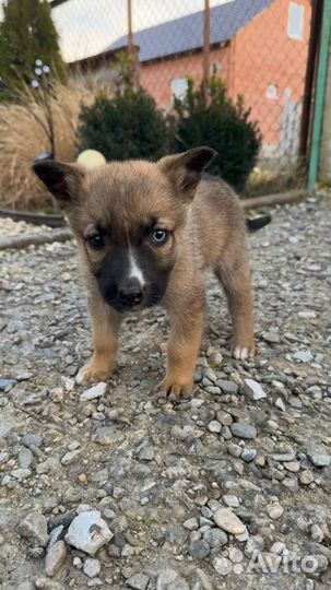 Продам щенка