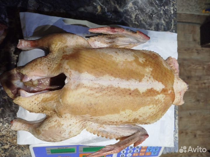 Утка мускатная