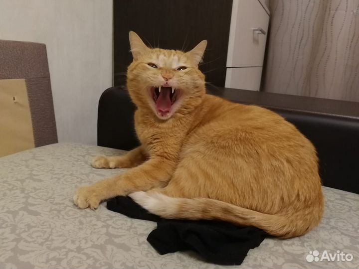 Рыжий кот