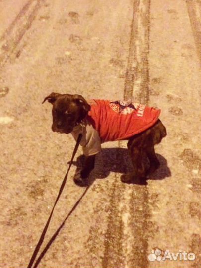 Одежда для собак