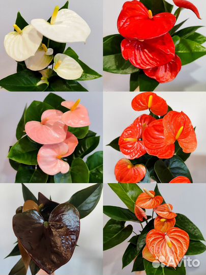 Антуриум микс d12 новая поставка