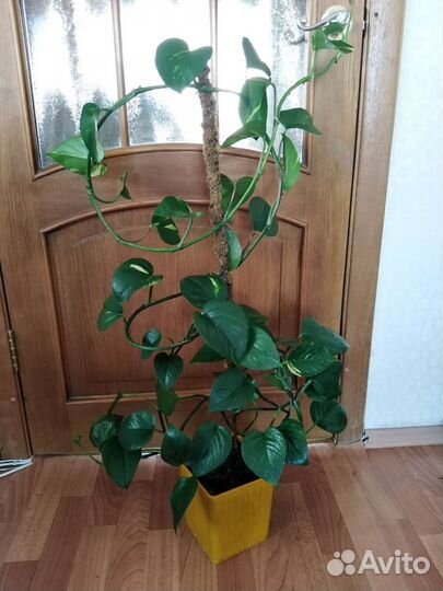 Сциндапсус, вьющаяся лиана