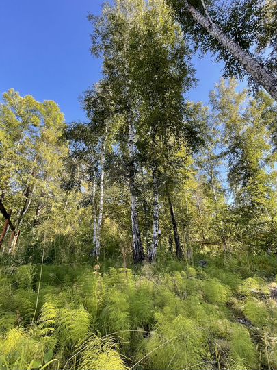 Участок 8 сот. (СНТ, ДНП)