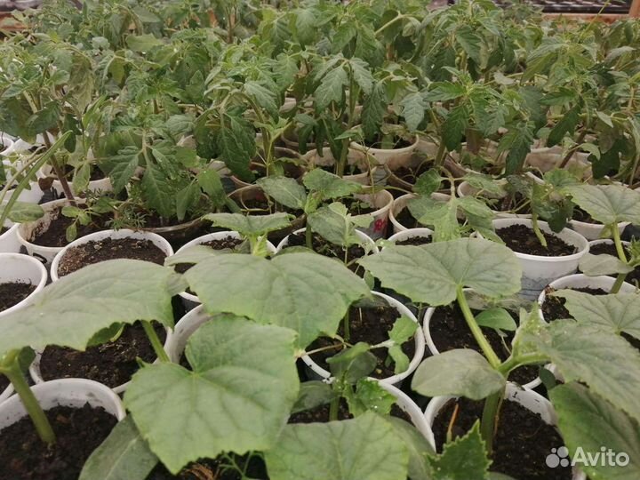 Рассада овощей