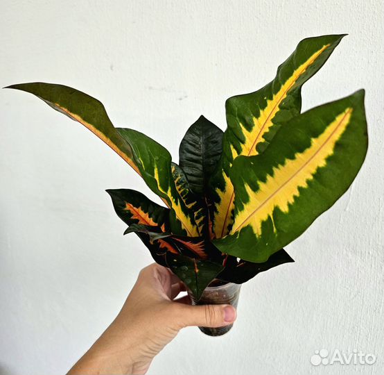 Кротоны редкие сорта