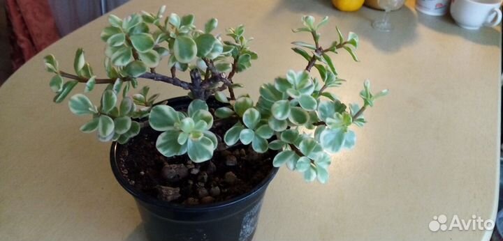 Суккуленты комнатные