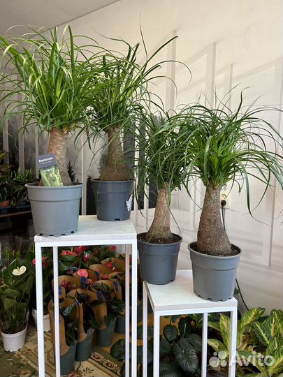 Бокарнея (Нолина). Комнатное растение