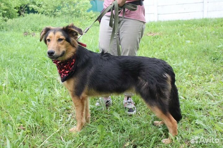 Статный пес хочет домой