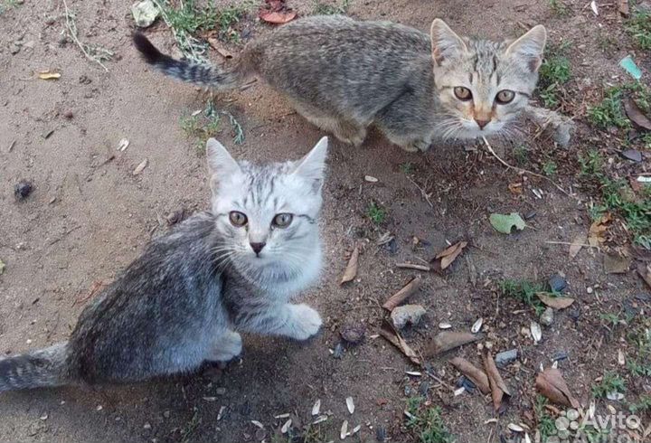 Кошка в дар бесплатно