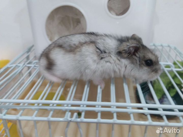 Джунгарский хомяк мальчик