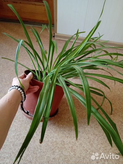 Рео, гинура и другие