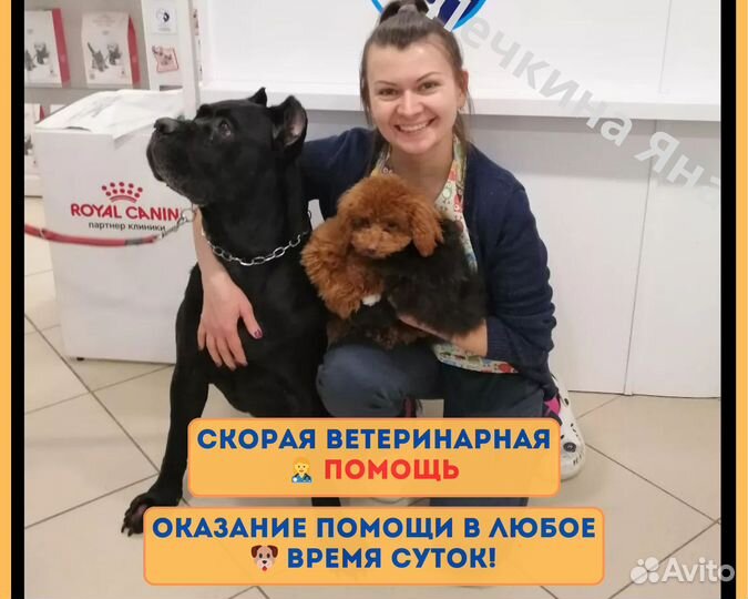 Ветеринар, Ветеринарный врач на дом