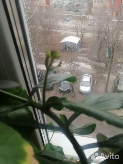 Каланхоэ лечебное, цетущее, отростки