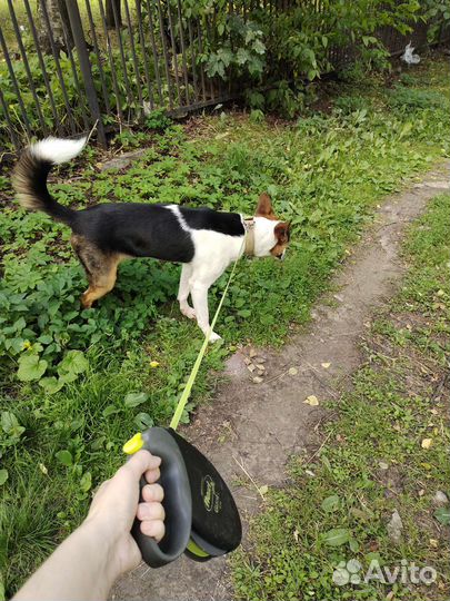 Собака в добрые ручки