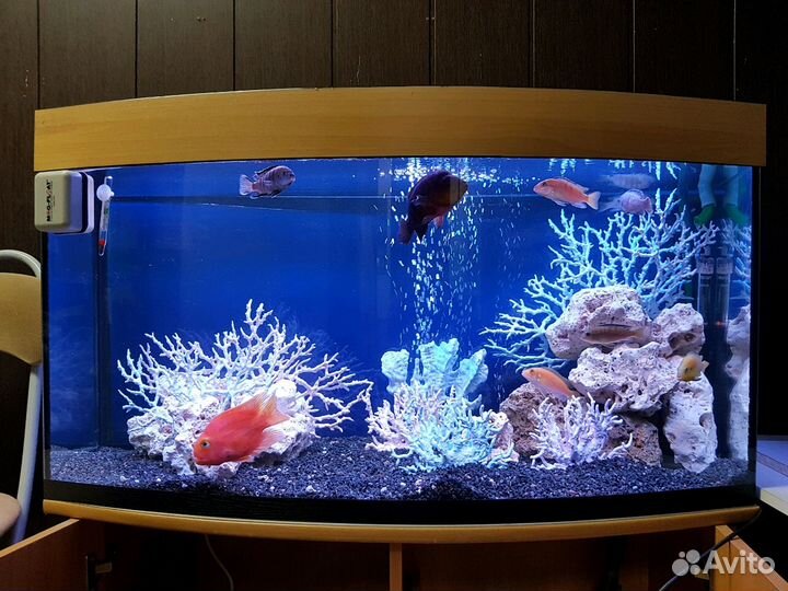 Обслуживание аквариумов