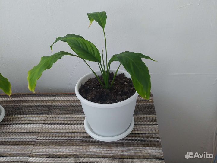 Спатифиллум