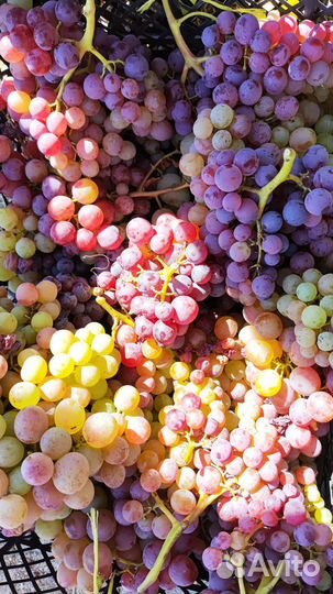 Саженцы винограда, виноград