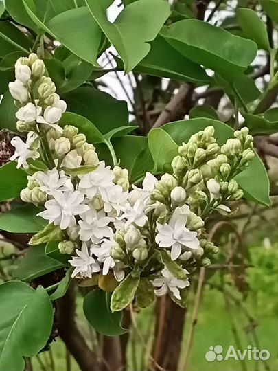 Сирень махровая